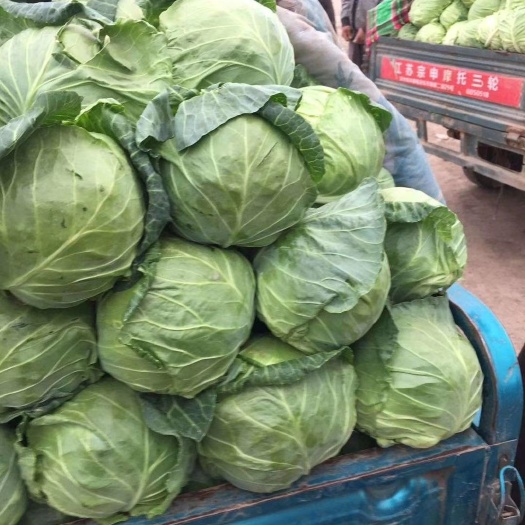 汝州市圆包菜  精品甘蓝，个头均匀，大量上市，质优价廉！