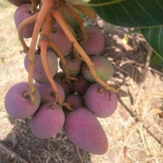 米易县贵妃芒  攀枝花本地芒果 金煌 凯特 贵妃 椰香即将大量上市