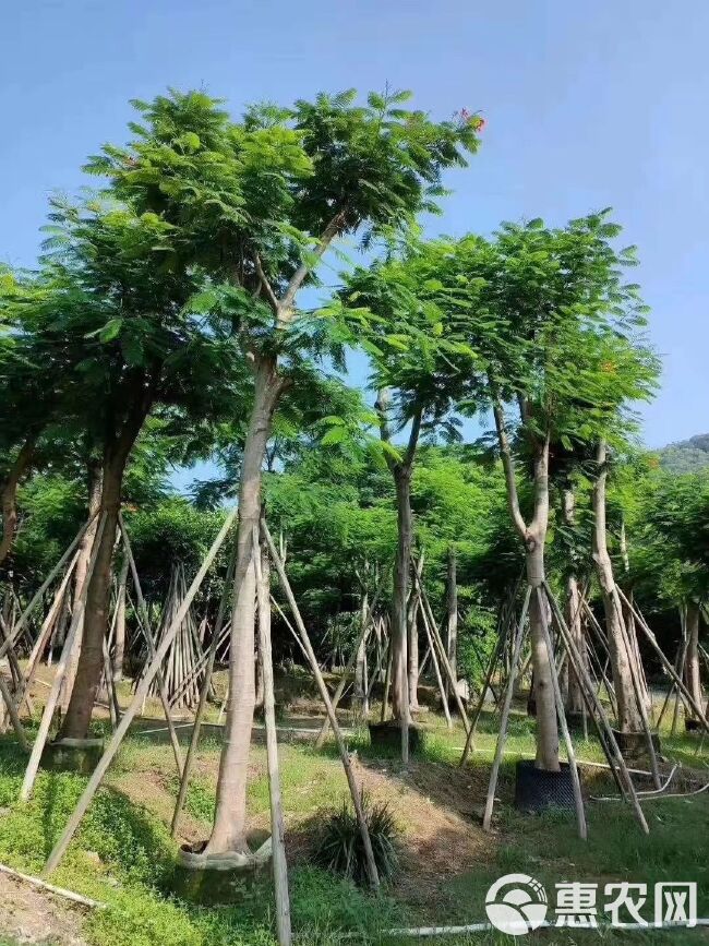 凤凰木 （红花楹）12-15-20-30骨架袋苗和假植苗