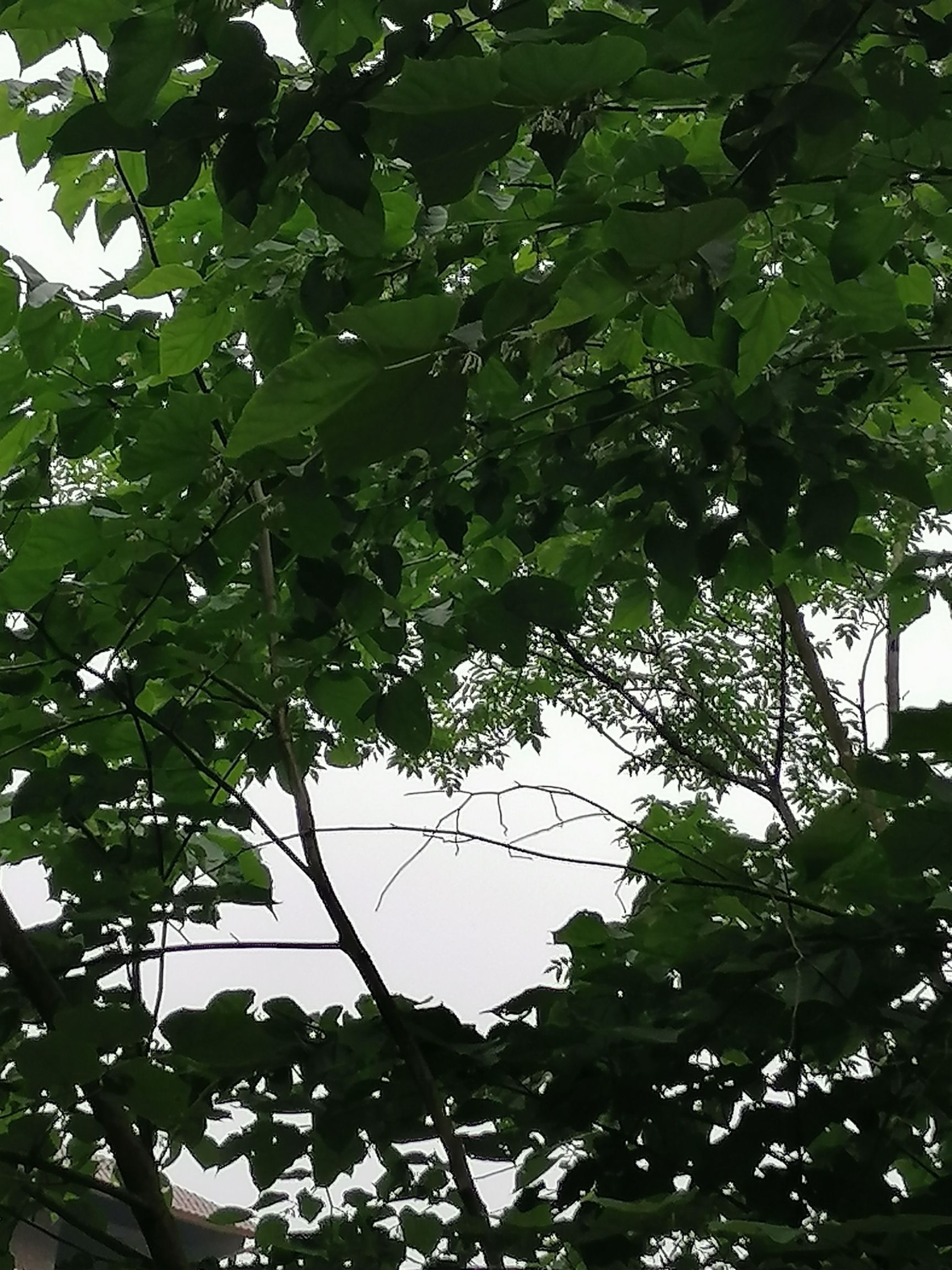 云南省昭通天然中药材八角枫根，现采