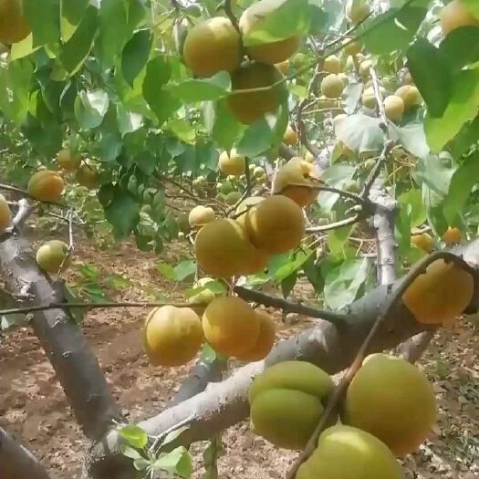 大荔县 杏，金太阳杏，酸甜可口，个大面好，自家果园，自产自销
