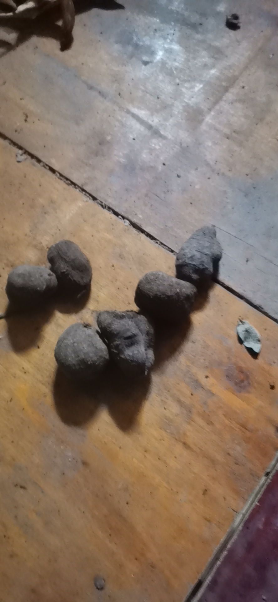 三叶青，石老鼠，金钱胡吊，干货，鲜货，都在卖