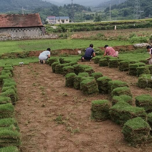 中方县草  绿化草皮马尼拉