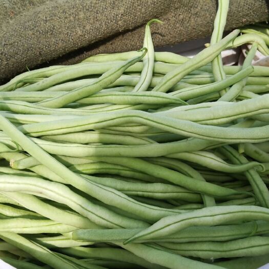 临漳县白条豆角  豆角货源正在供应中需要的联系