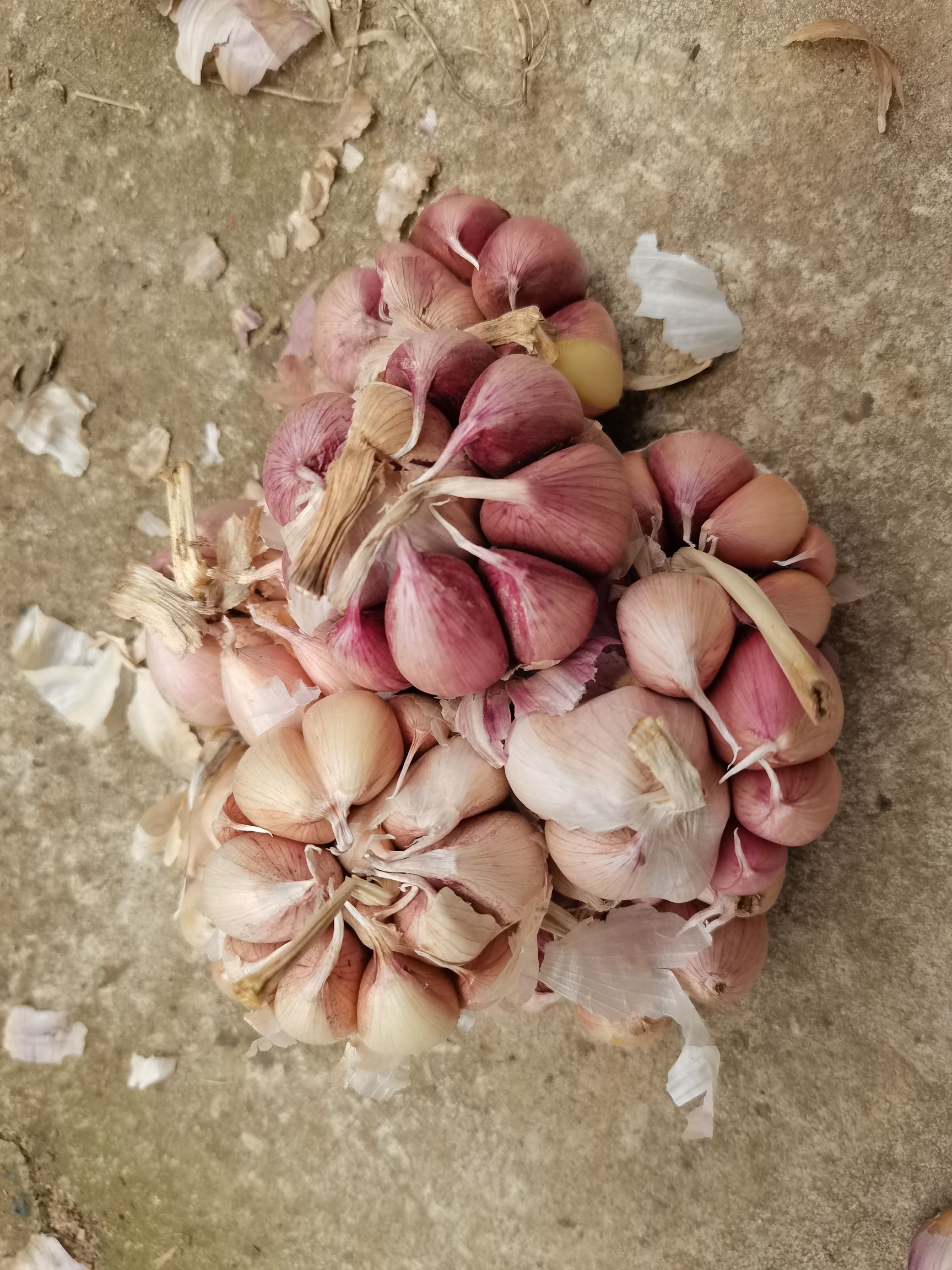 紫皮干蒜