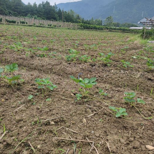 兴安县 宁玉草莓苗