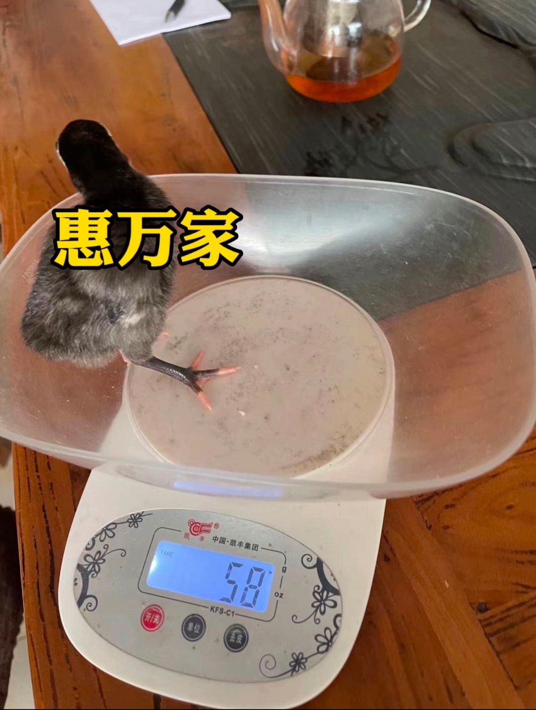 青铜火鸡苗 贝蒂娜火鸡苗 黑火鸡苗 包疫苗 成活高