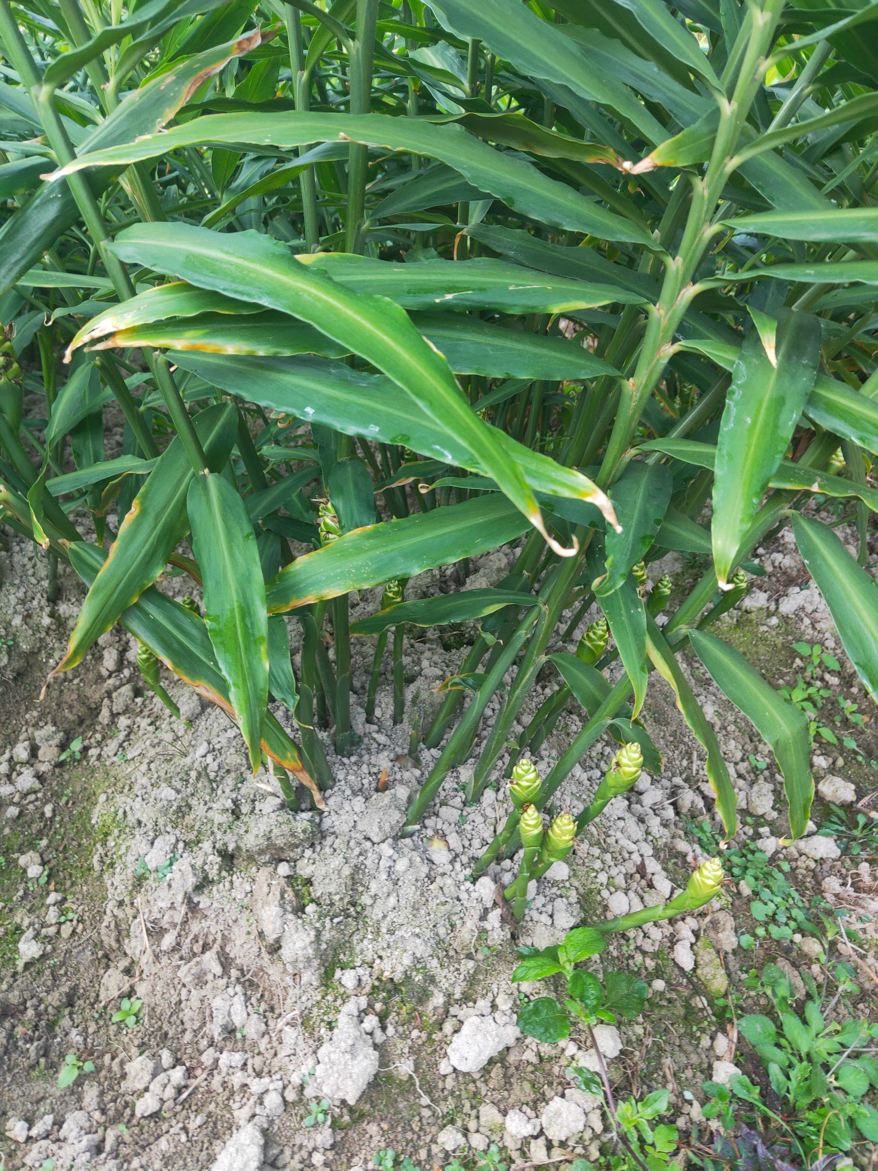  小黄姜，肉姜，大肉姜，地窖姜，红芽芋，本地姜，各种农产品