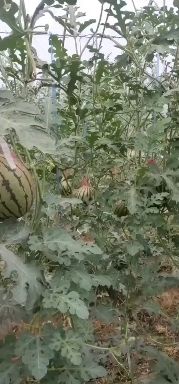 甜王西瓜，陕西蒲城西路
