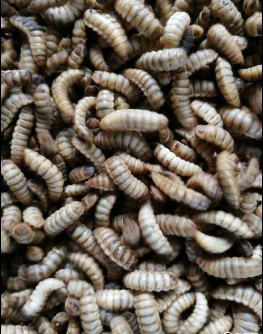 出售黑水虻虫卵，预订的优惠50元