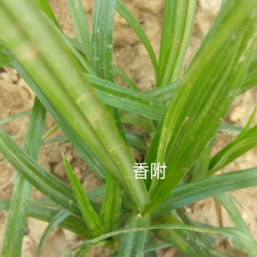 五华县中药材香苗，可盆栽欣赏，可大田种植，