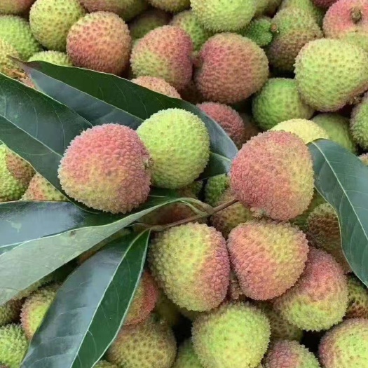 灵山县广西灵山正宗妃子笑荔枝糯米糍荔枝有需要的可以联系什么品种都有