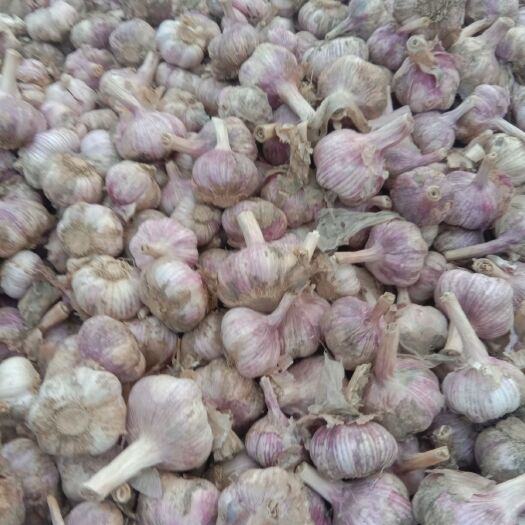 杞县紫皮蒜 早熟半干蒜，晚熟鲜蒜，货源充足，