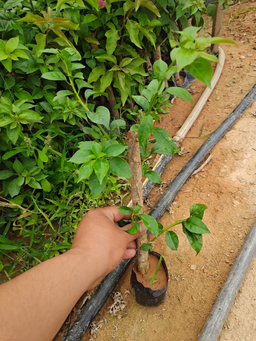 紫花三角梅 基地批发三角梅小苗，现挖现发，技术支持