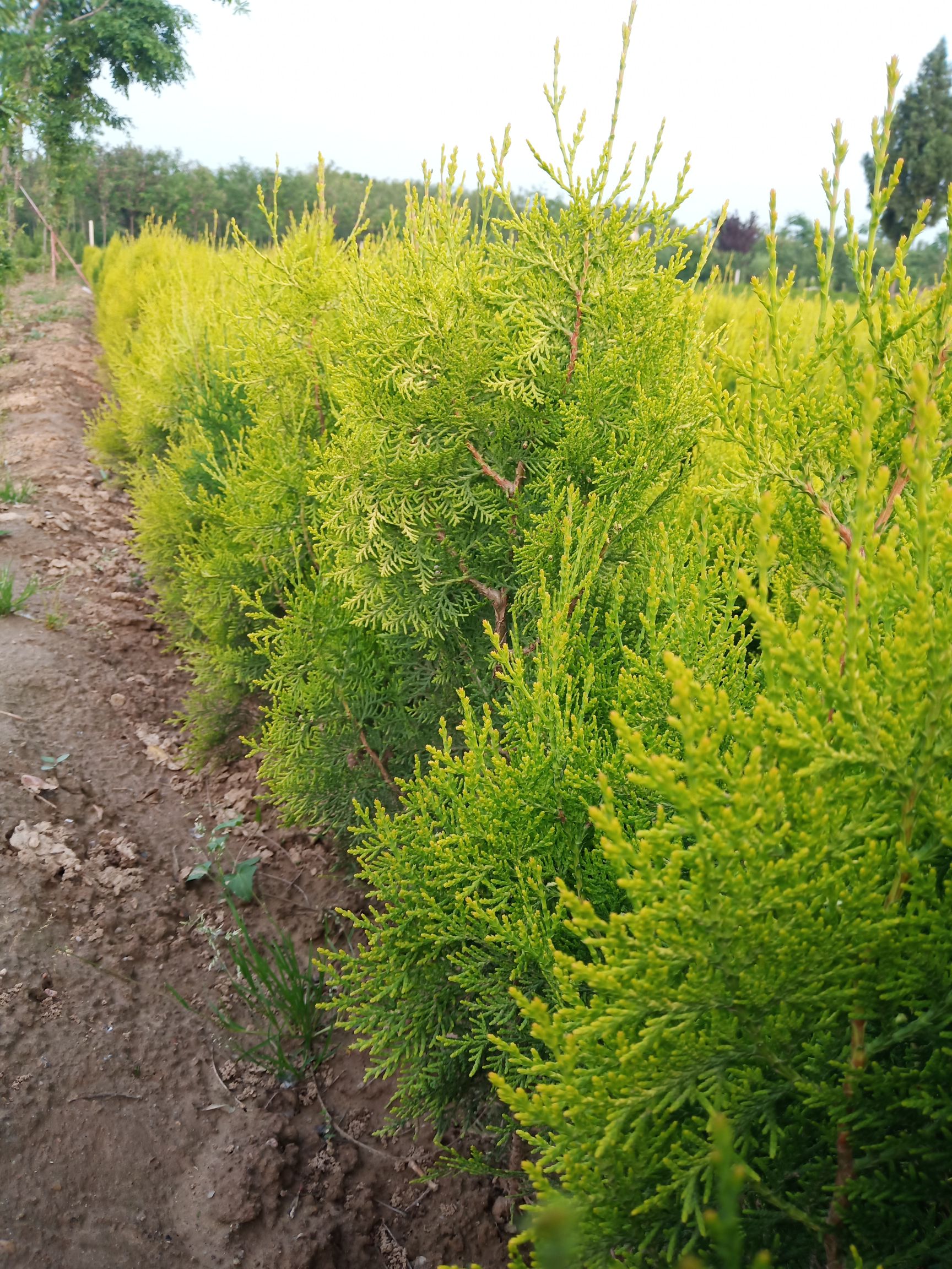 灑金柏 營養(yǎng)缽灑金柏 灑金柏種植批發(fā)基地