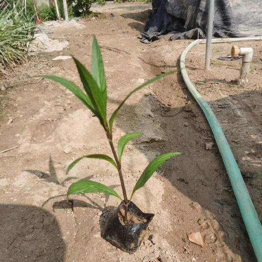 漳州大花芦莉 基地紫花翠芦莉小袋苗