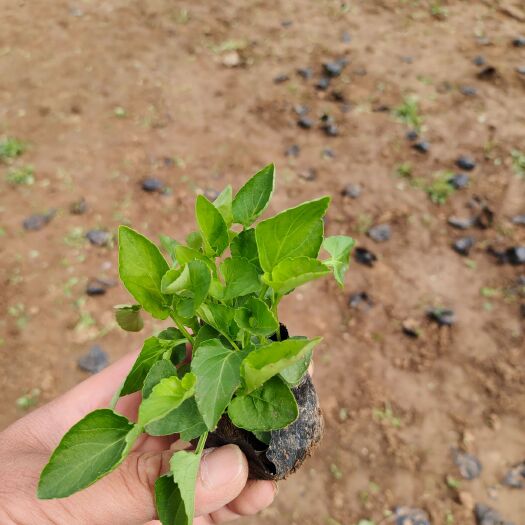 青州市紫花地丁苗 紫花地丁