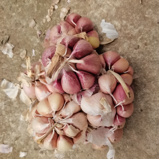 资中县 紫皮大蒜
