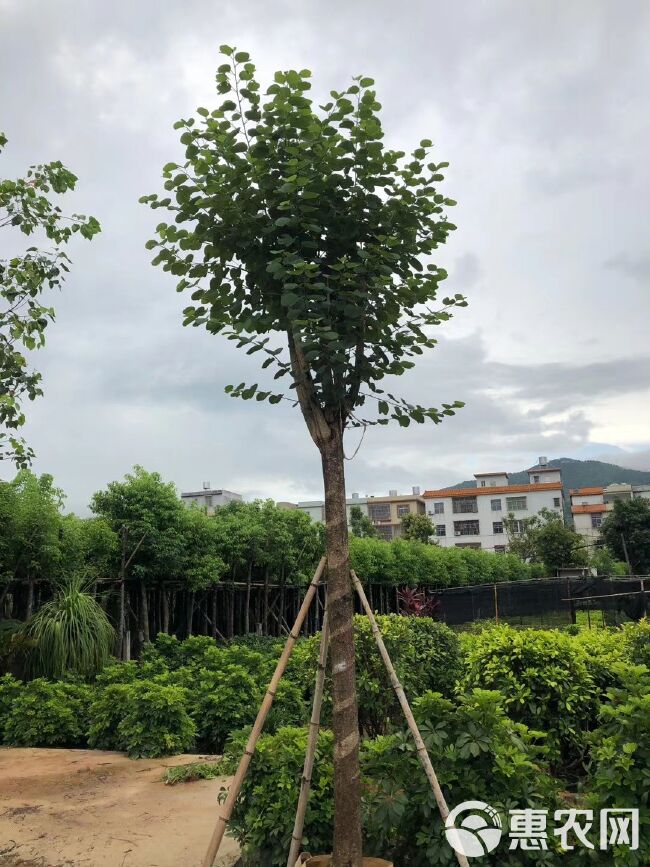 宫粉紫荆价格 - 批发宫粉紫荆树苗，普宁欣景洋紫荆种植基地