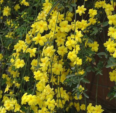 素馨花  庭院攀援观花植物迎春花苗工程绿化迎春花小苗盆栽地栽