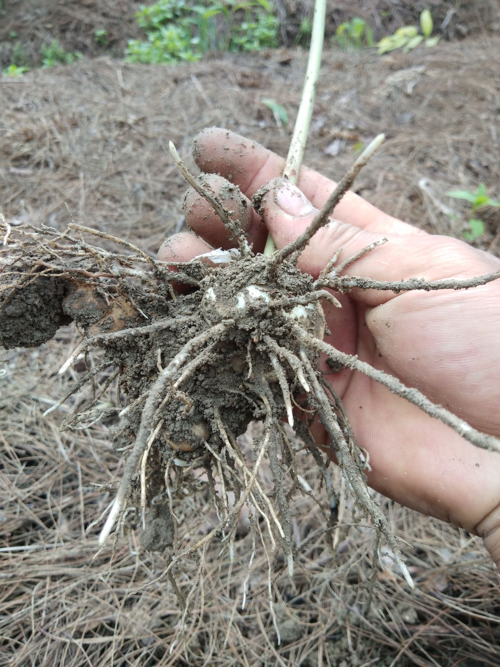 黄精种苗  黄精苗
  籽育苗、驯化苗