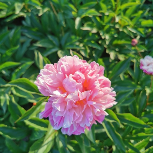 菏泽 大量多样式牡丹、芍药，农村自己种植的4-6年的都有