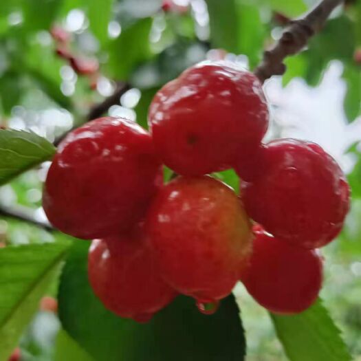 宜阳县美早樱桃 樱桃