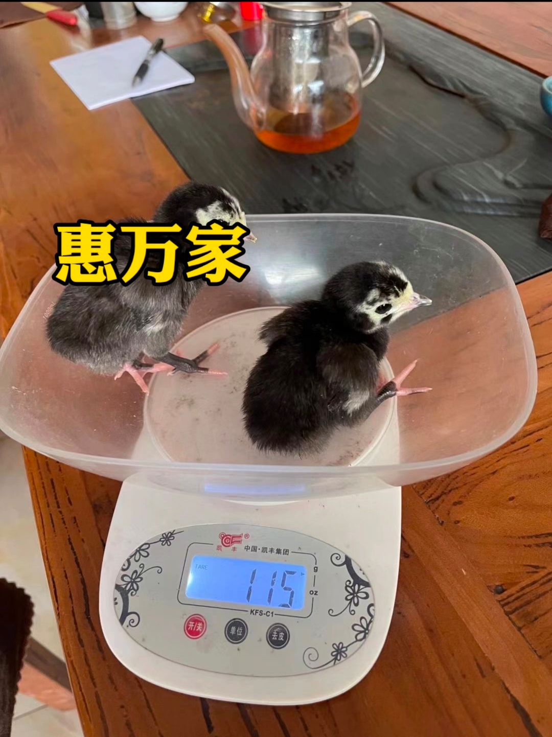 青铜火鸡苗 贝蒂娜火鸡苗 黑火鸡苗 包疫苗 成活高