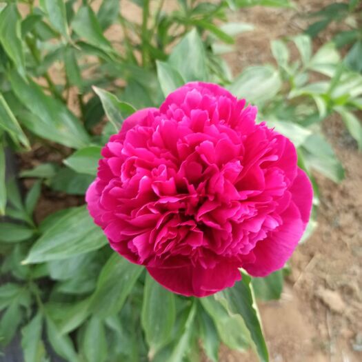 北京 芍药花苗出售