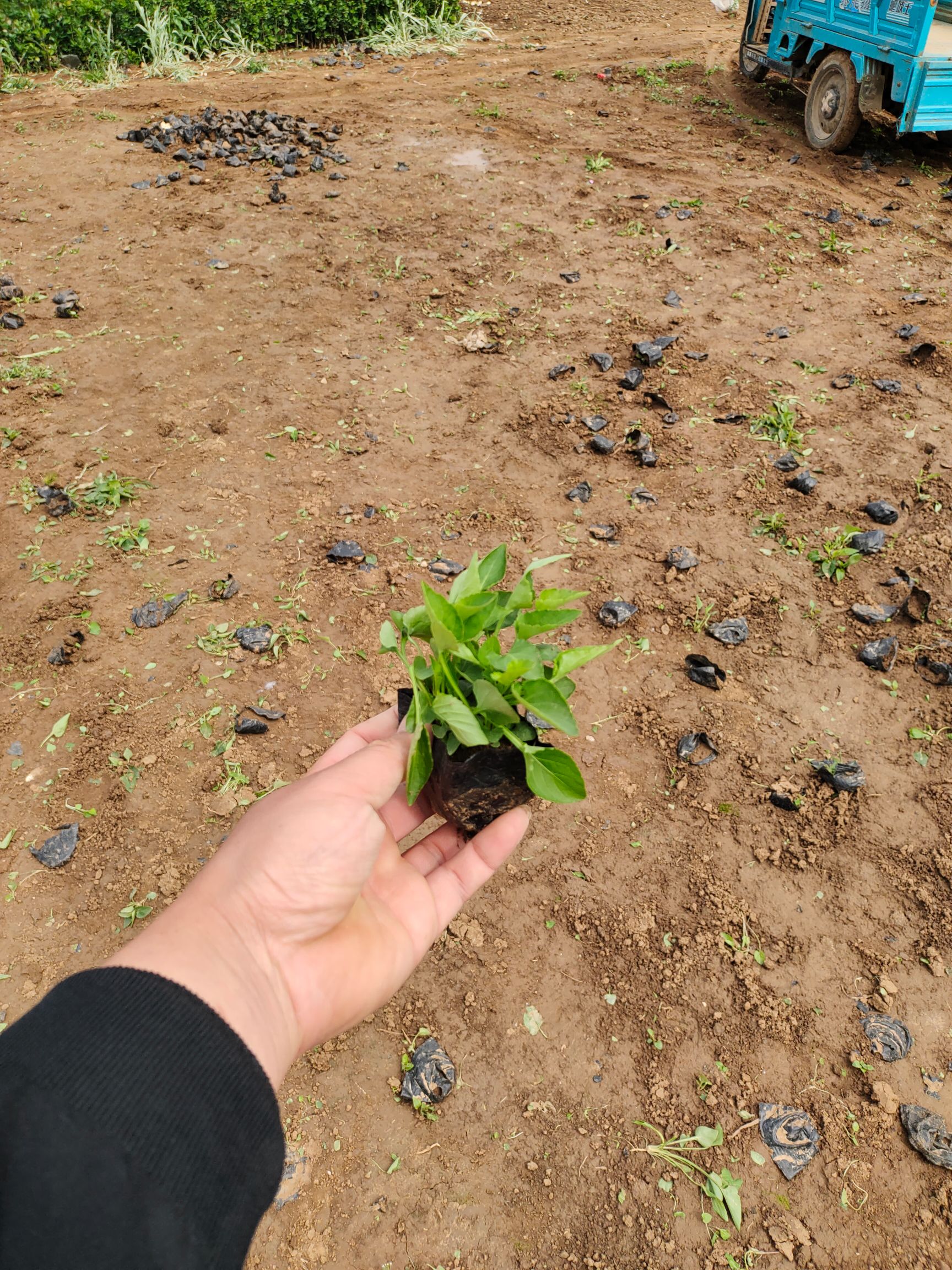 紫花地丁苗 紫花地丁