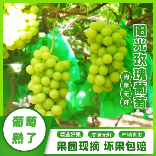 晋州市自家果园，产地直供 阳光玫瑰葡萄