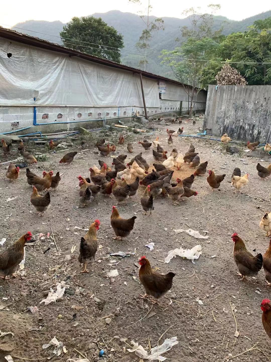 广州清远麻鸡苗孵化地基·鲜活出壳清远麻种苗·打马利克疫苗包邮