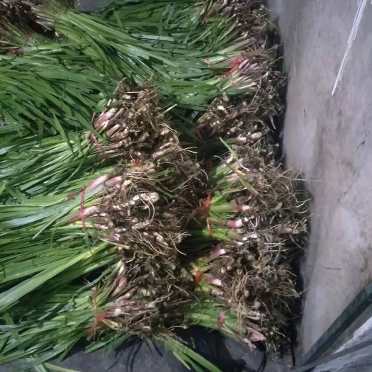 微山县水菖蒲苗 水菖蒲