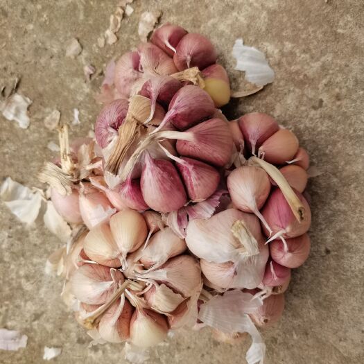 资中县紫皮干蒜