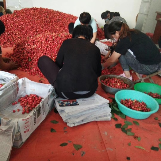 红灯樱桃  露天大樱桃产地 品种多口感好 上货量大 交通便利 价格公道。