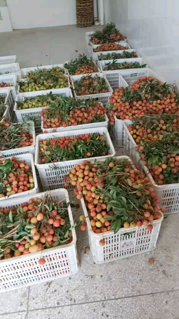 高州荔枝，产地直供，多年团队专业服务