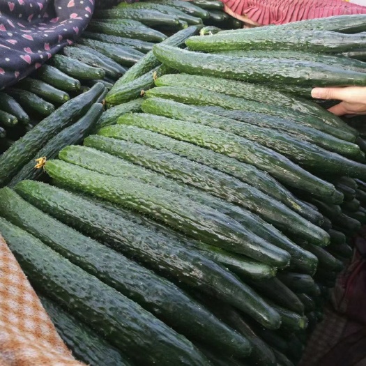 河北黄瓜 精品黄瓜大量有货  产地直供一手货源 代发全国欢迎