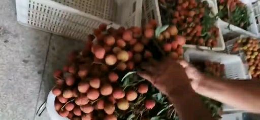 高州荔枝，产地直供