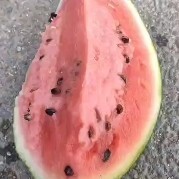 盖州市西瓜