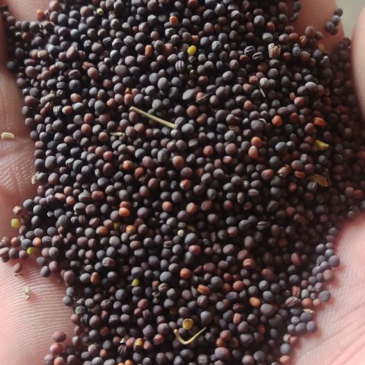 巨鹿县 油菜籽