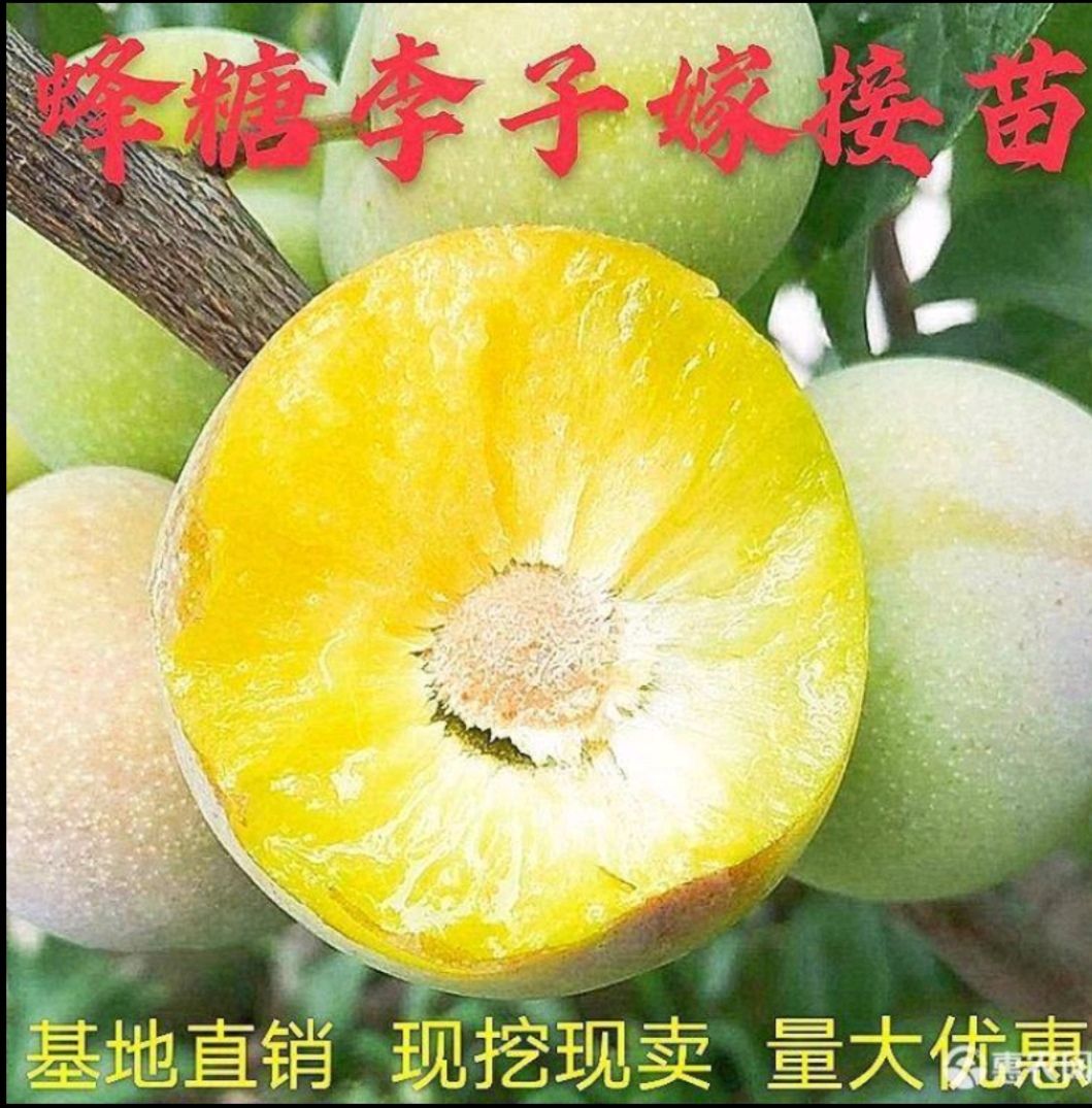 蜂糖李树苗 嫁接李子树苗，李子树苗皮薄肉厚口感好基地直