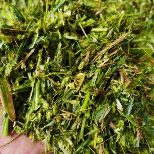 渭南 大量出售散货带棒青储草和小麦青储草