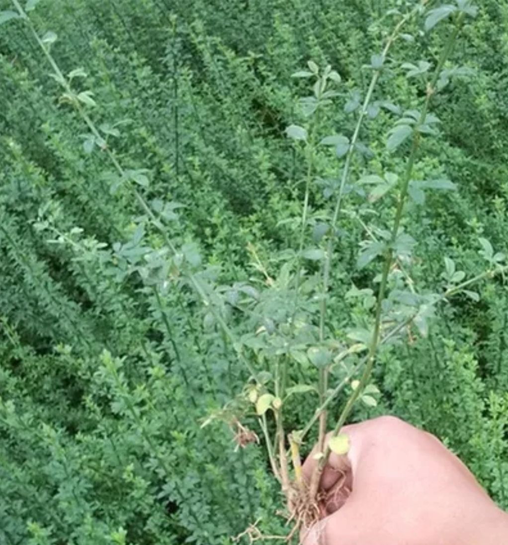 素馨花  庭院攀援观花植物迎春花苗工程绿化迎春花小苗盆栽地栽