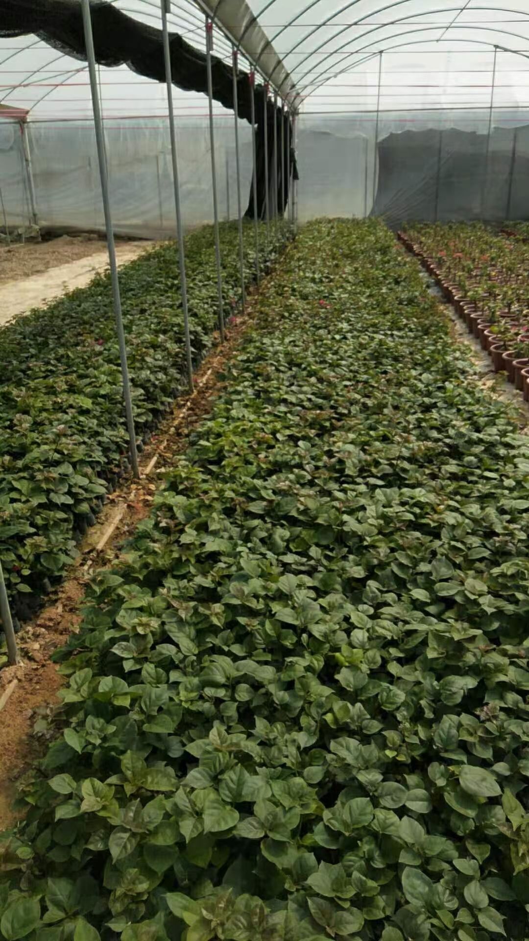 紫花三角梅 基地批发三角梅小苗，现挖现发，技术支持