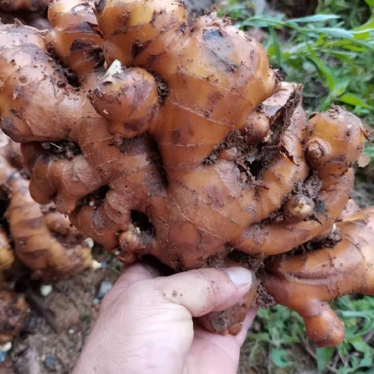 贺州 小黄姜，肉姜，大肉姜，地窖姜，红芽芋，本地姜，各种农产品