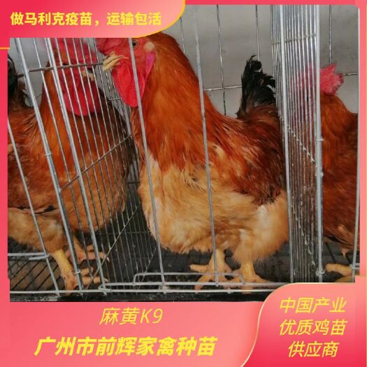 农科麻黄K9鸡苗，新广麻黄肉鸡苗，灰色麻黄K901全国发货