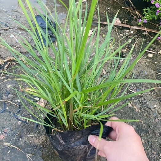 中山市狼尾草 紫穗草