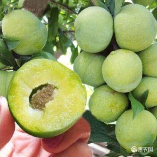 平邑县蜂糖李树苗 嫁接李子树苗，李子树苗皮薄肉厚口感好基地直