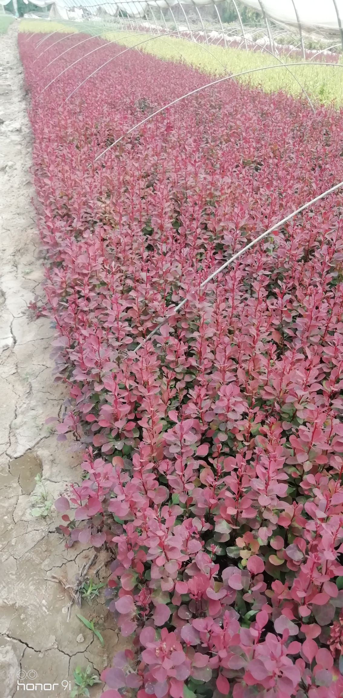 红叶小檗篱笆高度40公分