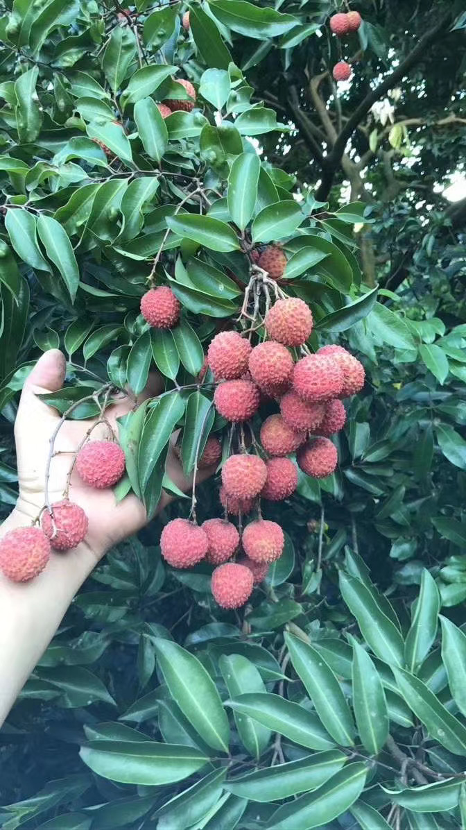 高州荔枝，产地直供